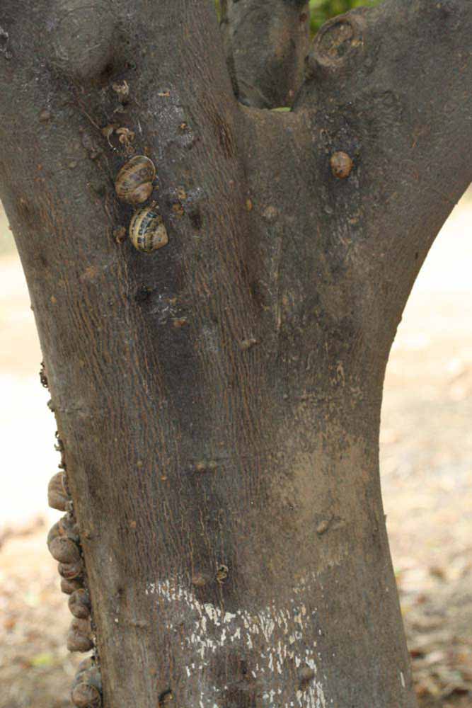              Bark (Riverside, CA)       